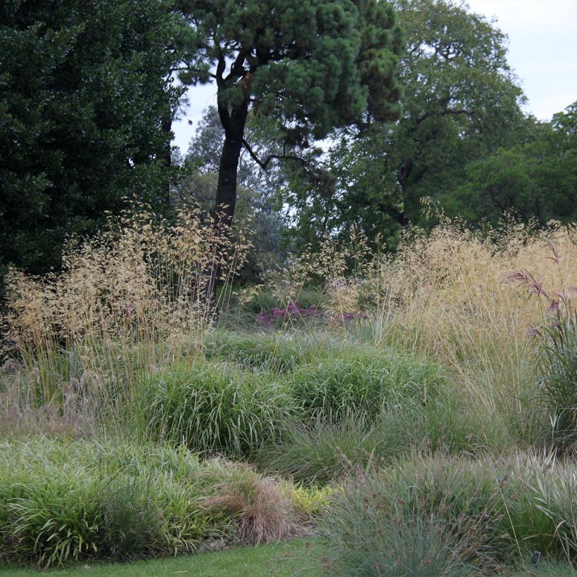 Stipa gigantea (Porte)