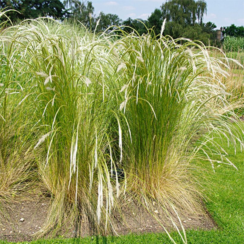 Stipa ichu - Ichu (Porte)