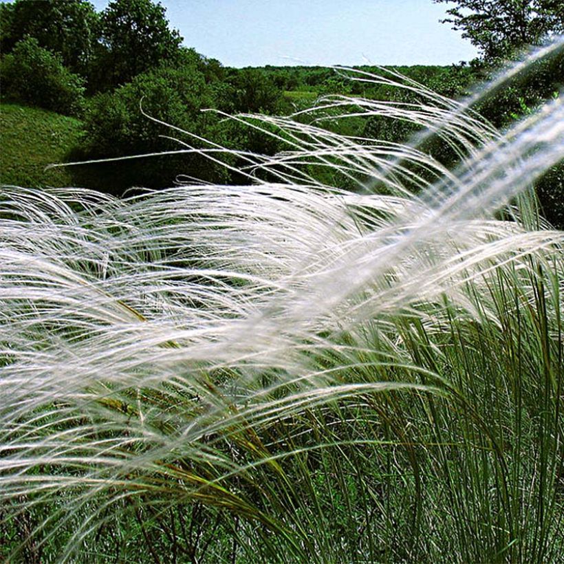 Stipa pulcherrima (Floración)