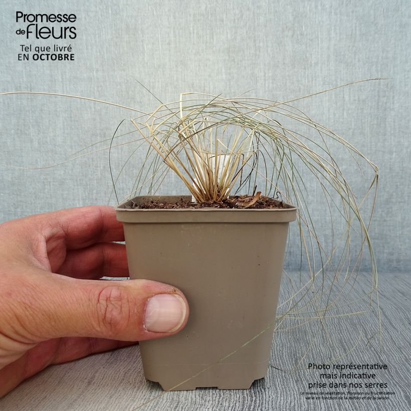 Ejemplar de Stipa pulcherrima - Stipe admirable Godet de 9cm entregado en otoño