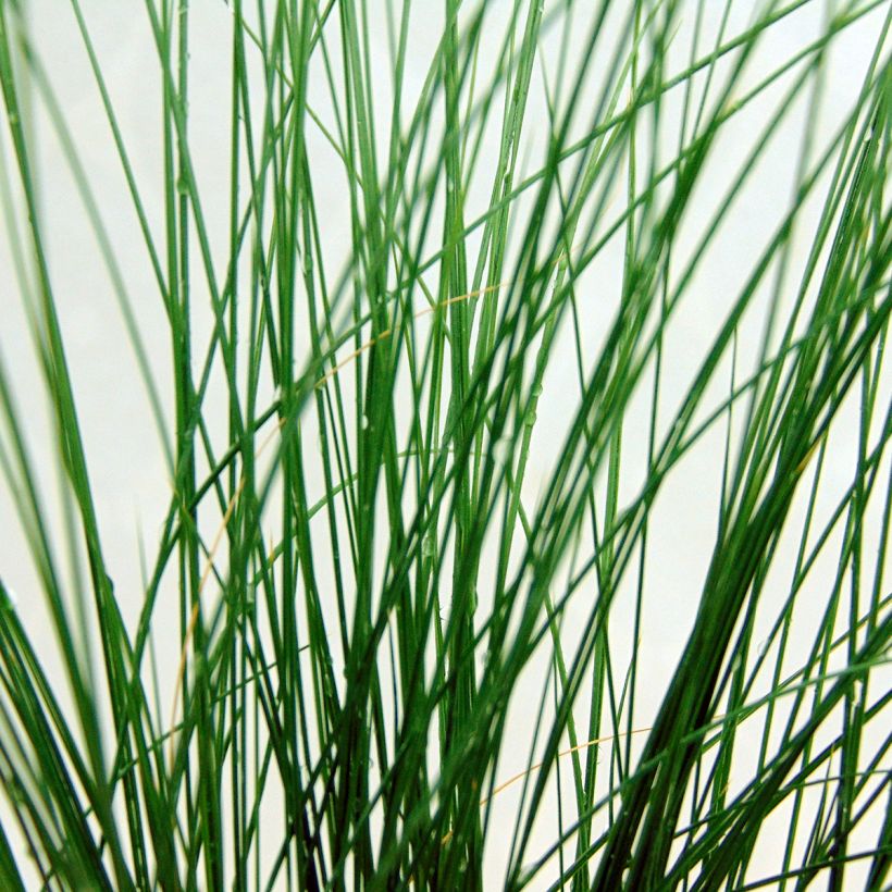 Stipa tenuifolia - Estipa (Follaje)