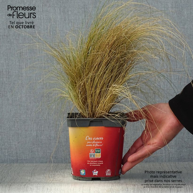 Ejemplar de Stipa tenuifolia - Cheveux d'ange pot de 2L entregado en otoño