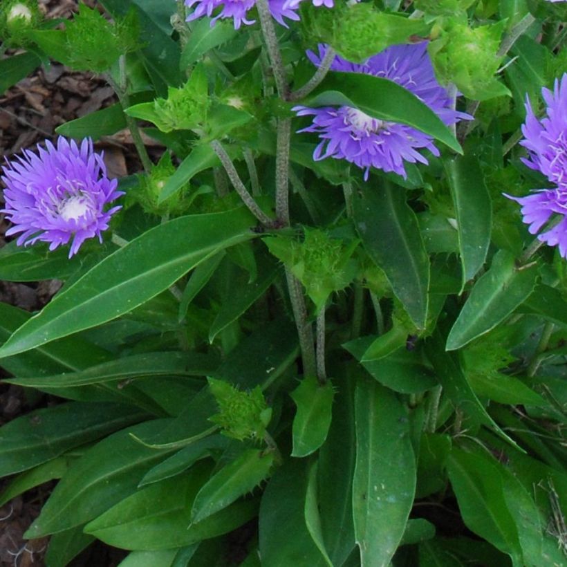 Stokesia laevis Blue Star (Follaje)