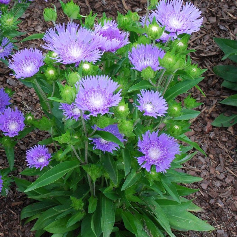 Stokesia laevis Blue Star (Porte)