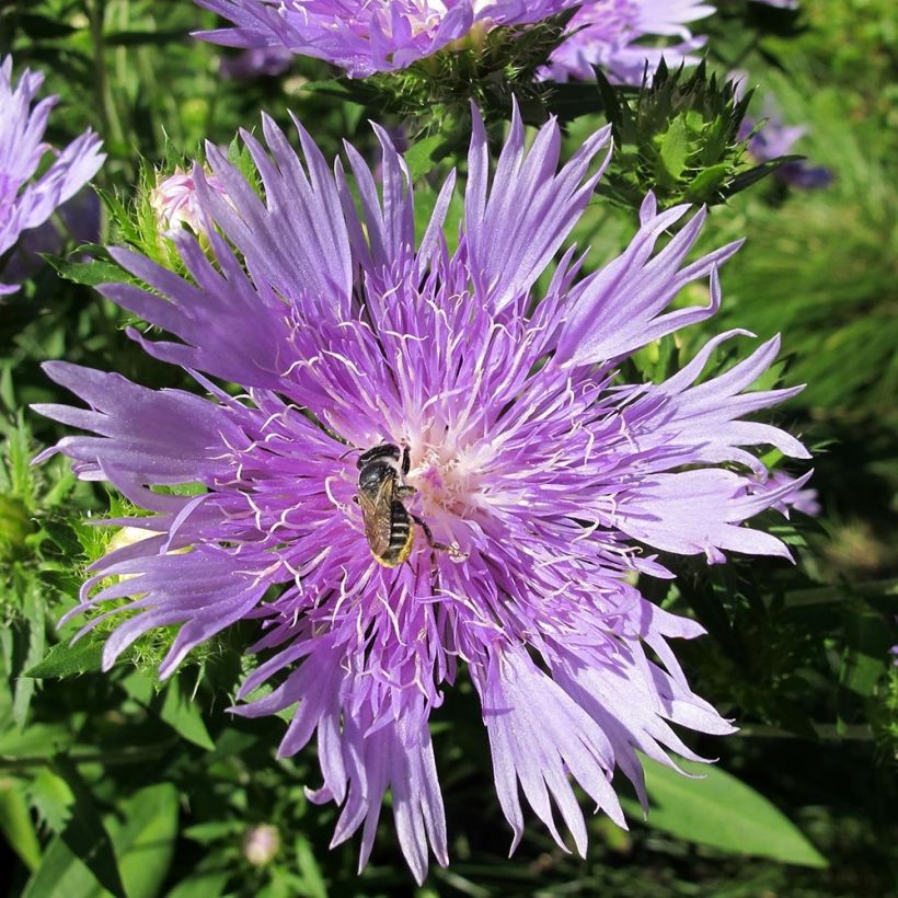 Stokesia laevis Elf (Floración)