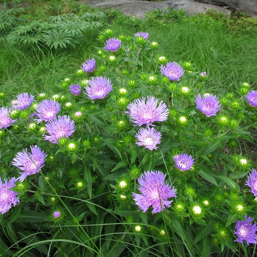 Stokesia laevis Elf (Porte)