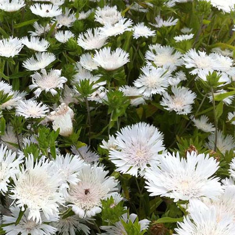 Stokesia laevis Traumerei (Floración)