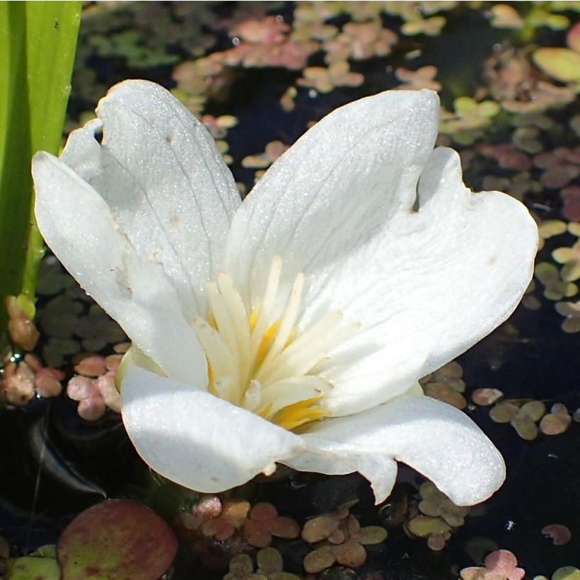 Stratiotes aloïdes (Floración)