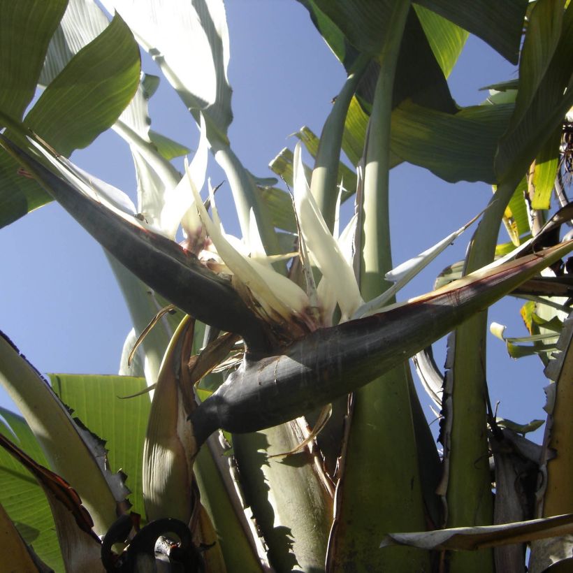 Strelitzia augusta (Floración)