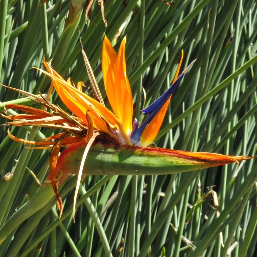 Strelitzia juncea (Floración)