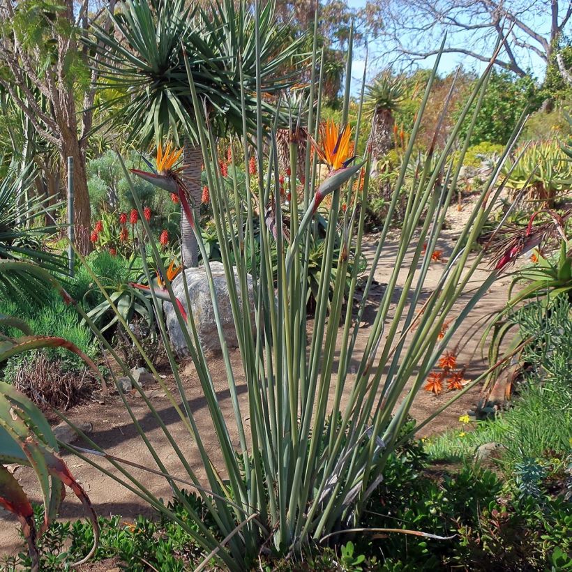 Strelitzia juncea (Porte)