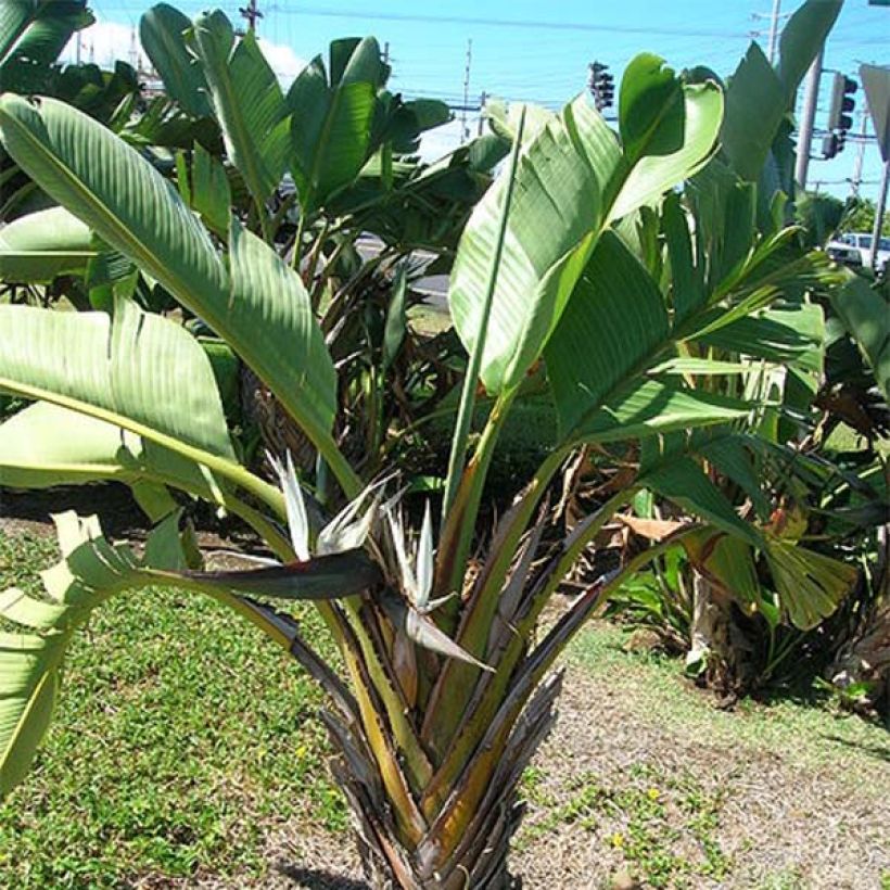 Strelitzia nicolai - Estrelitzia gigante (Follaje)