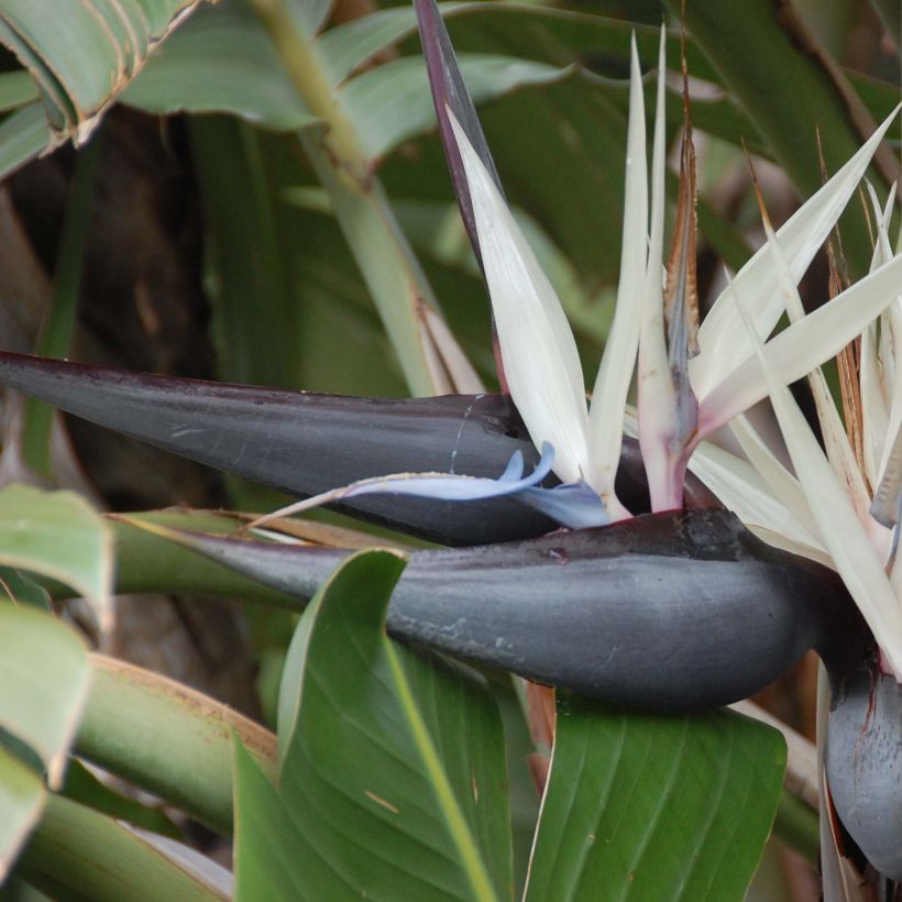 Strelitzia nicolai - Estrelitzia gigante (Floración)