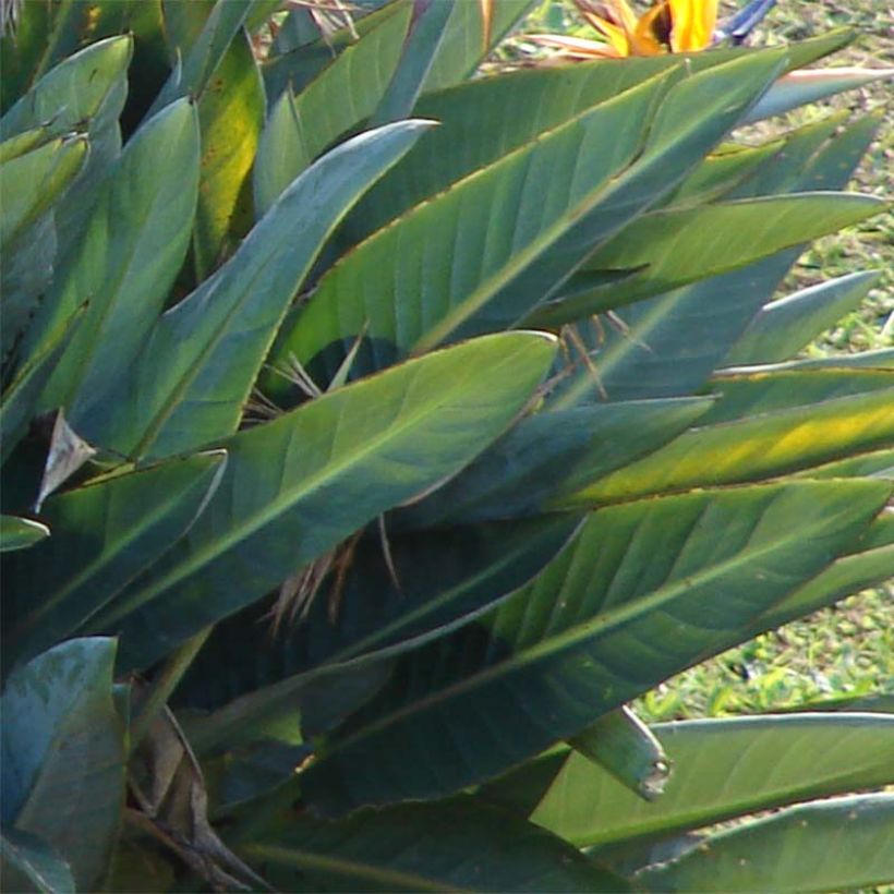 Strelitzia reginae - Flor ave del Paraíso (Follaje)