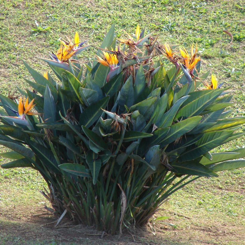 Strelitzia reginae - Flor ave del Paraíso (Porte)