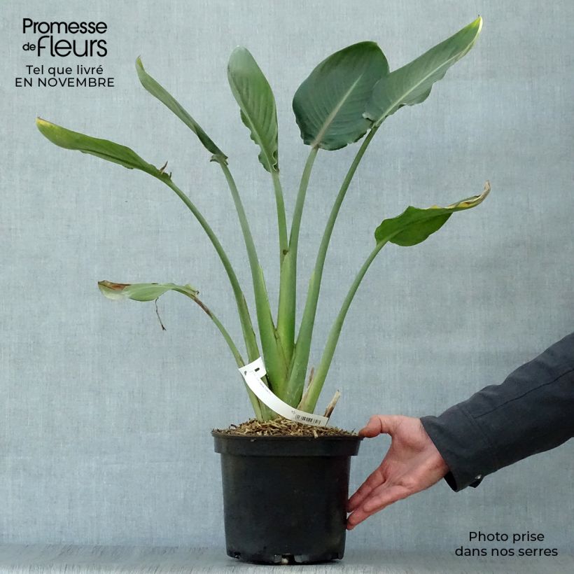 Ejemplar de Strelitzia reginae - Oiseau de Paradis en pot de 2/3 litres entregado en otoño