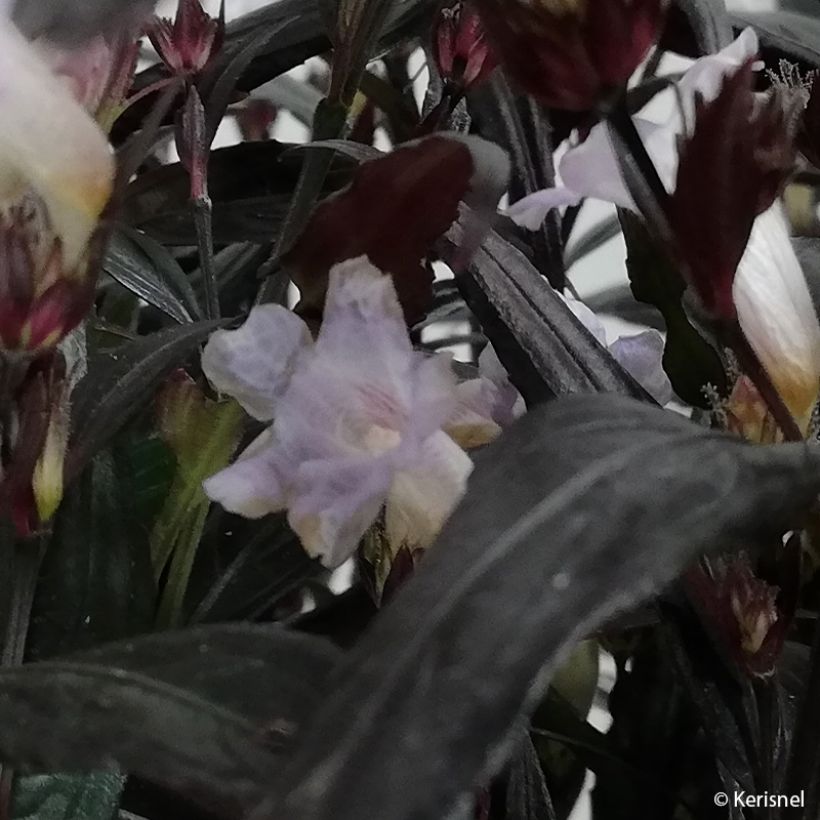 Strobilanthes anisophylla Brunetthy - Escudo persa (Floración)