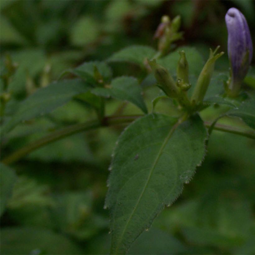 Strobilanthes attenuata (Follaje)