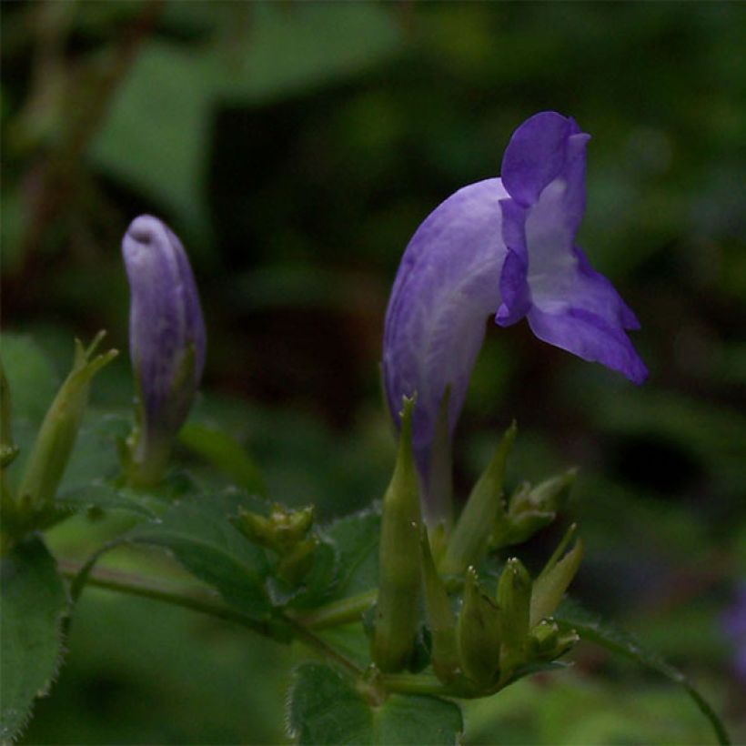 Strobilanthes attenuata (Floración)