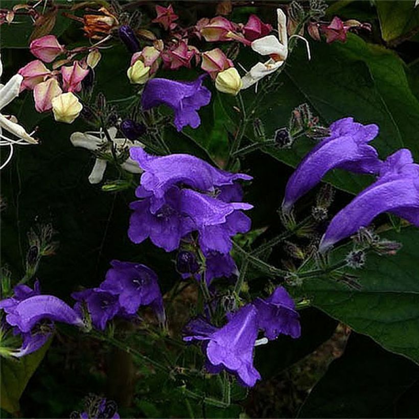 Strobilanthes attenuata Blue Carpet (Floración)