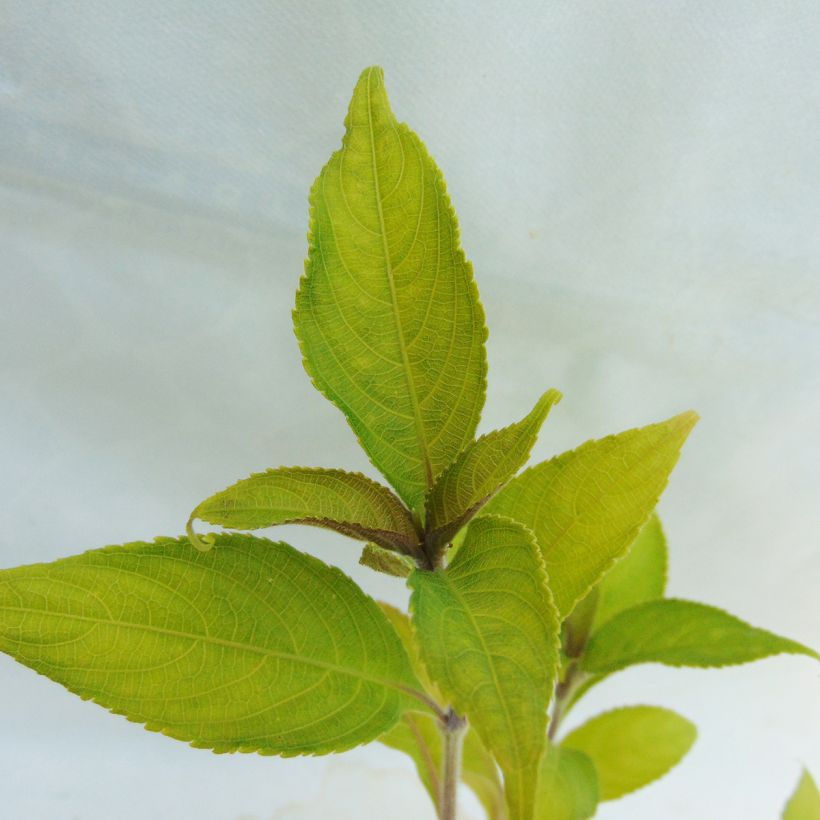 Strobilanthes penstemonoides (Follaje)