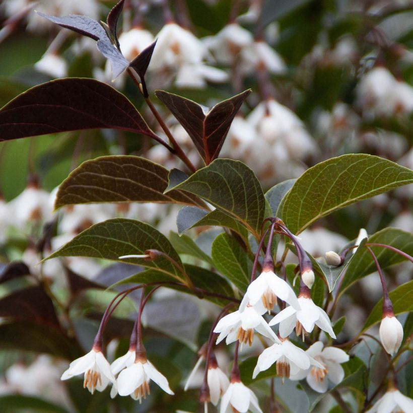 Styrax japonica Evening Light (Follaje)