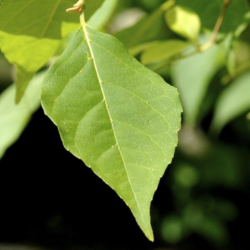 Styrax japonica Fragrant Fountain (Follaje)