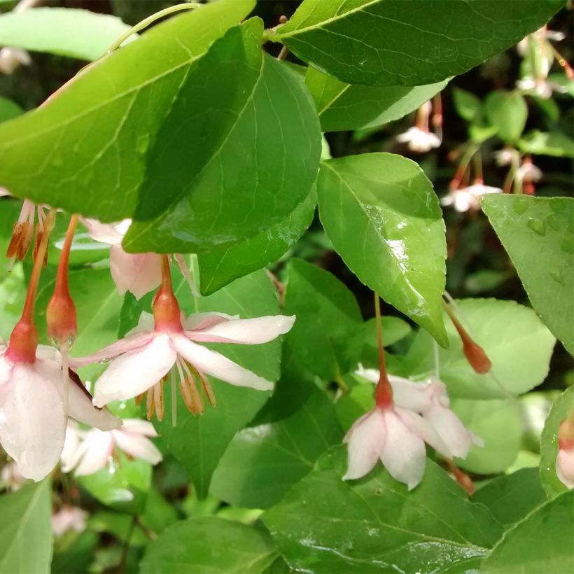 Styrax japonicus Pink Chimes (Follaje)