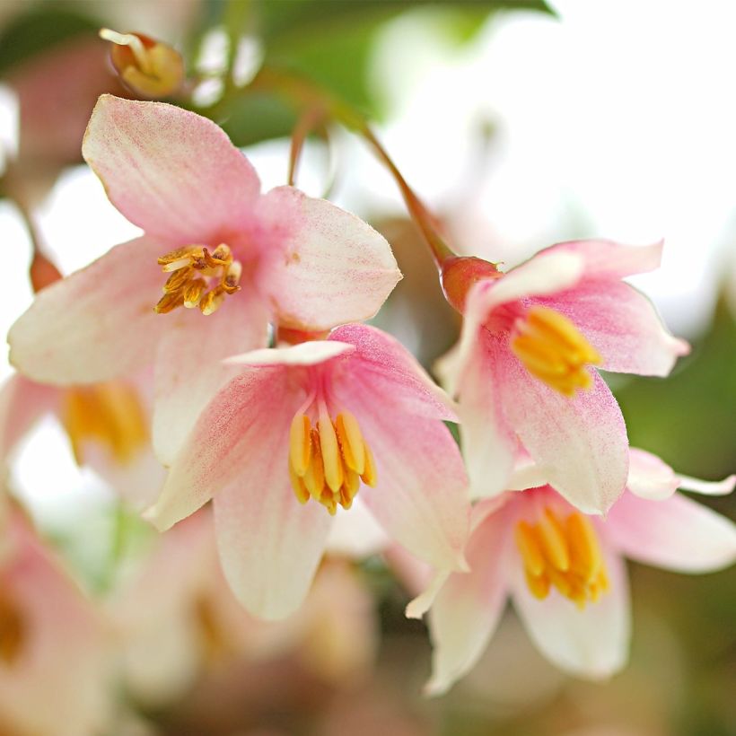 Styrax japonicus Pink Chimes (Floración)