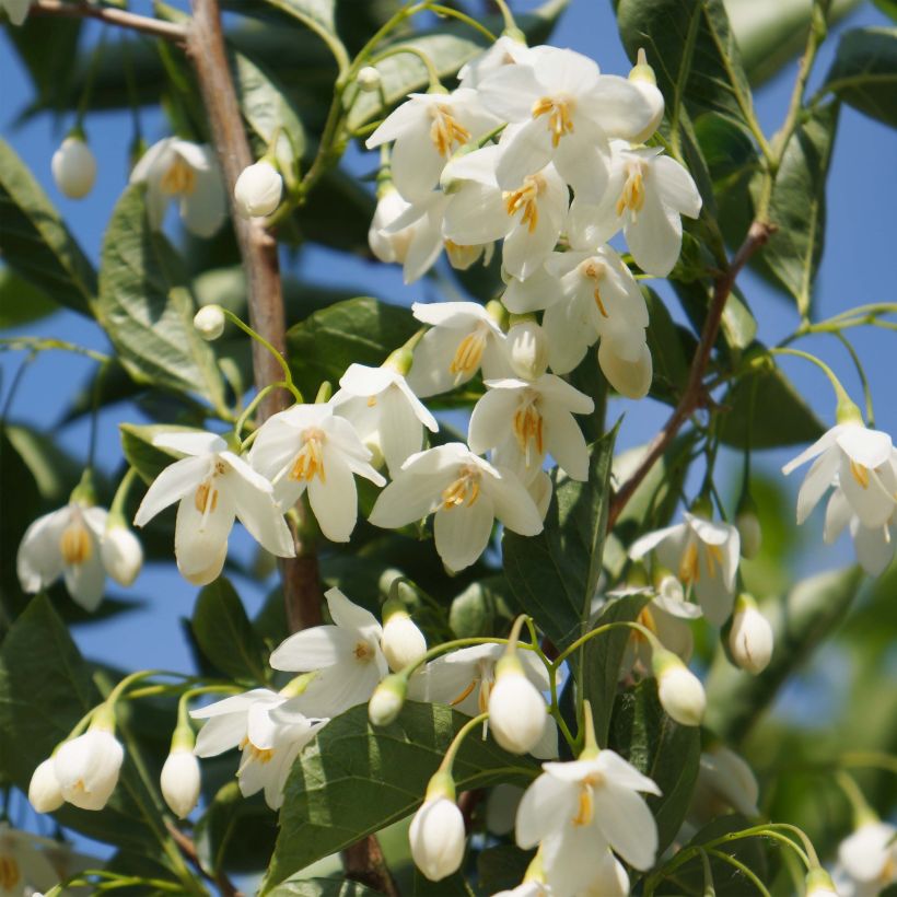 Styrax japonica June snow (Floración)