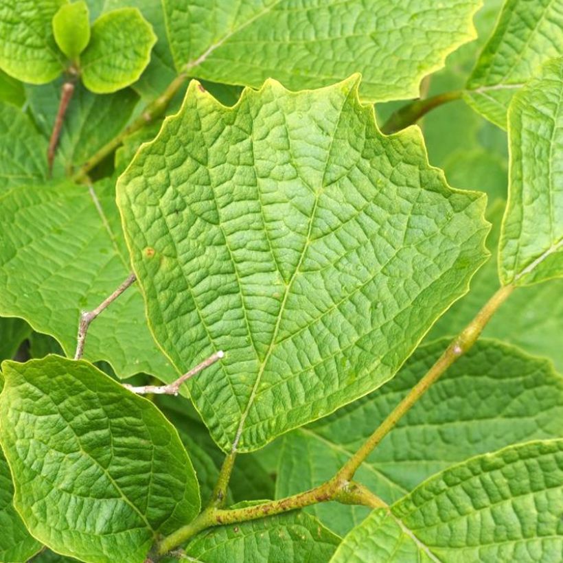 Styrax shiraiana (Follaje)