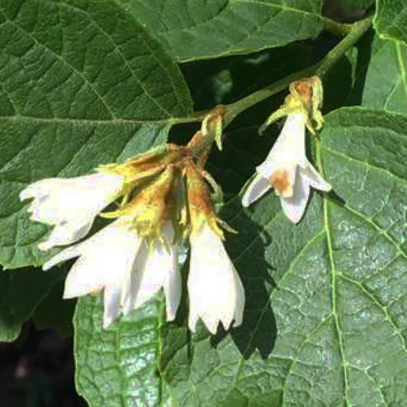 Styrax shiraiana (Floración)