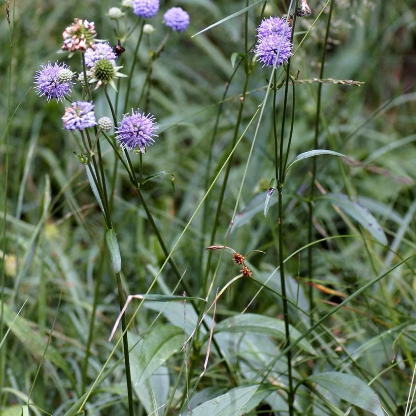 Succisa pratensis - Bocado del diablo (Porte)