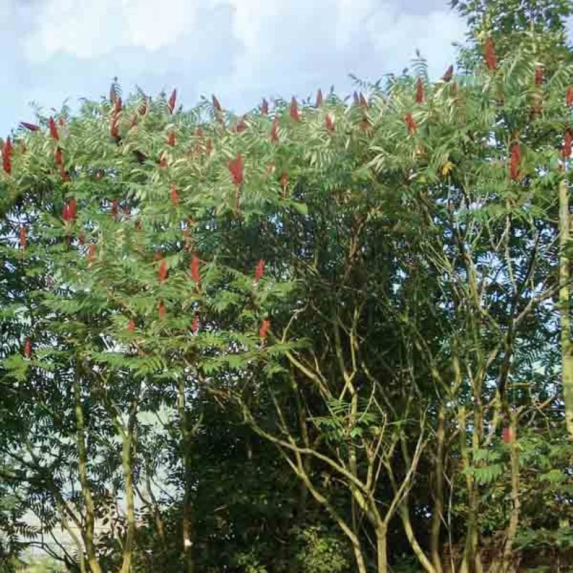 Rhus typhina - Zumaque de Virginia (Porte)