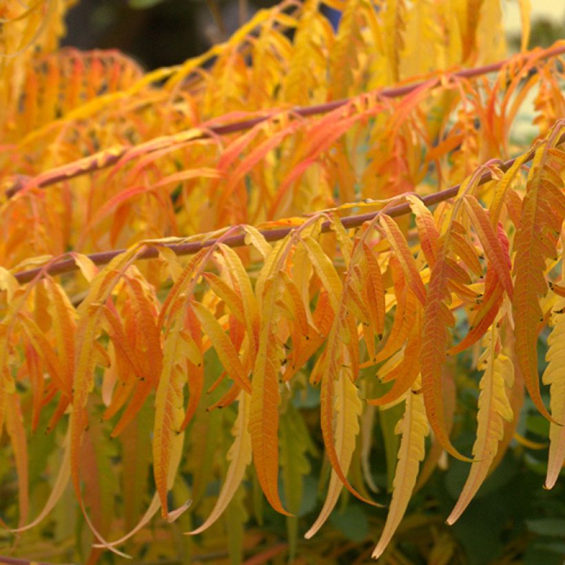 Rhus typhina Tiger Eyes - Zumaque de Virginia (Follaje)