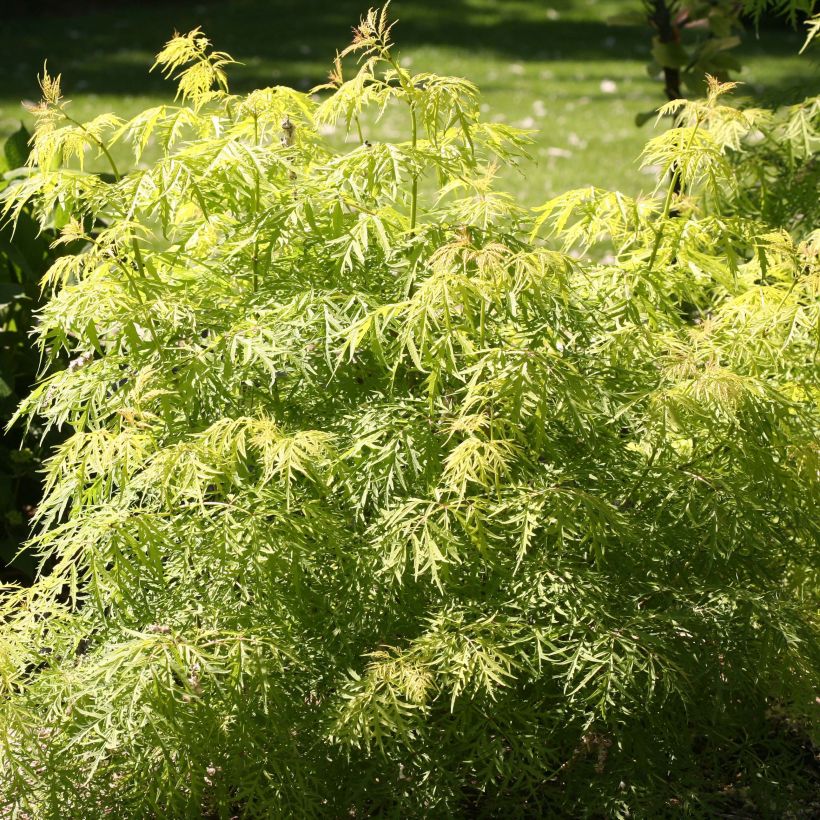 Saúco rojo Lemony Lace - Sambucus racemosa (Follaje)