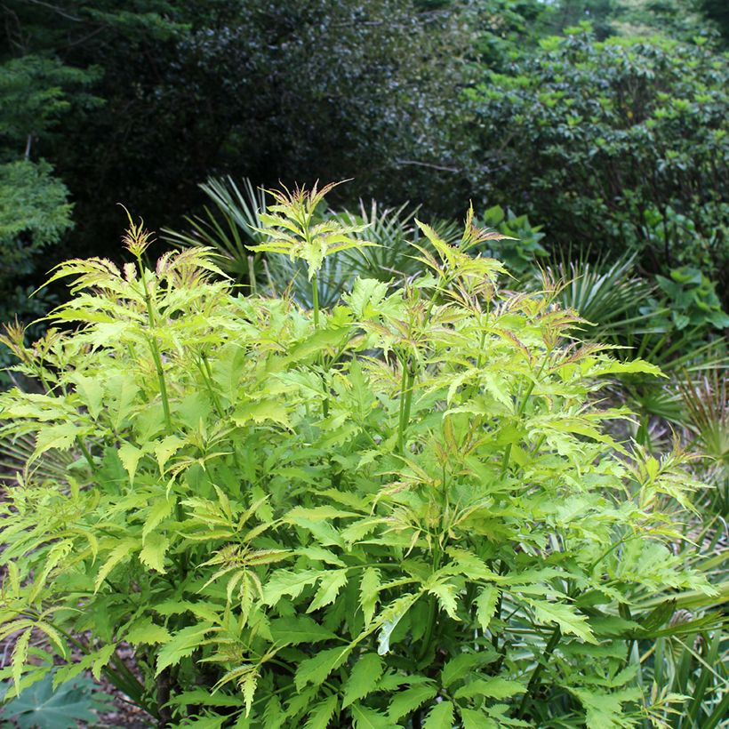 Saúco rojo Sutherland Gold - Sambucus racemosa (Porte)