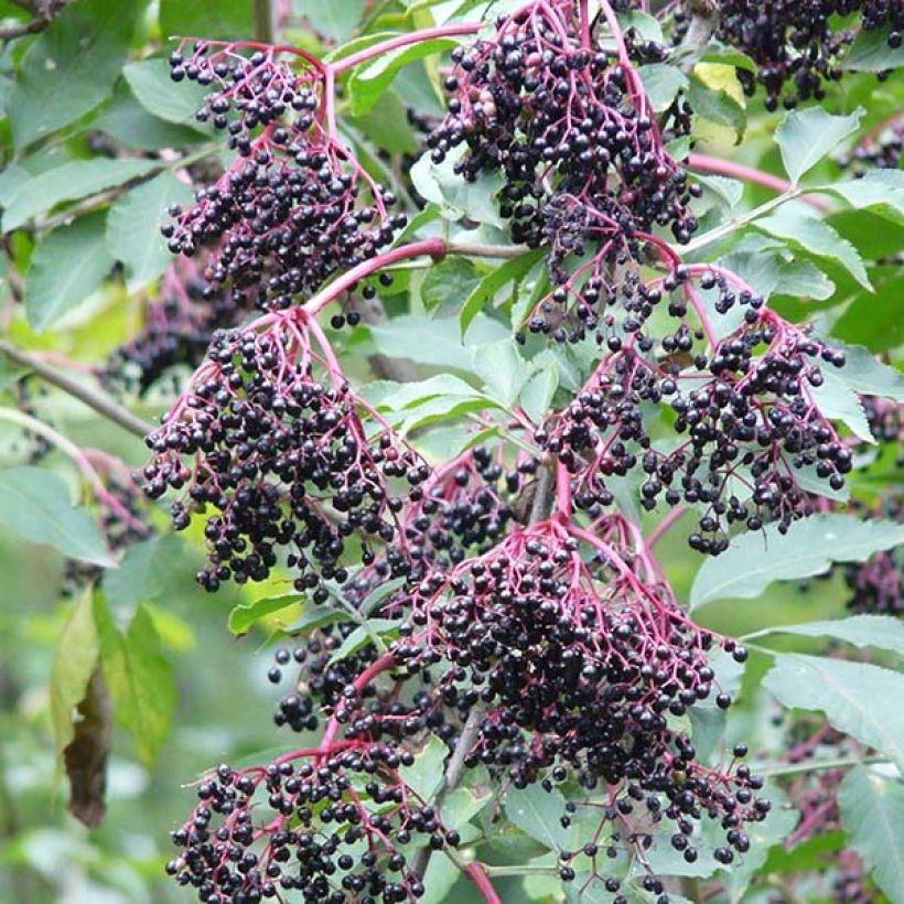 Saúco negro Haschberg - Sambucus nigra (Cosecha)