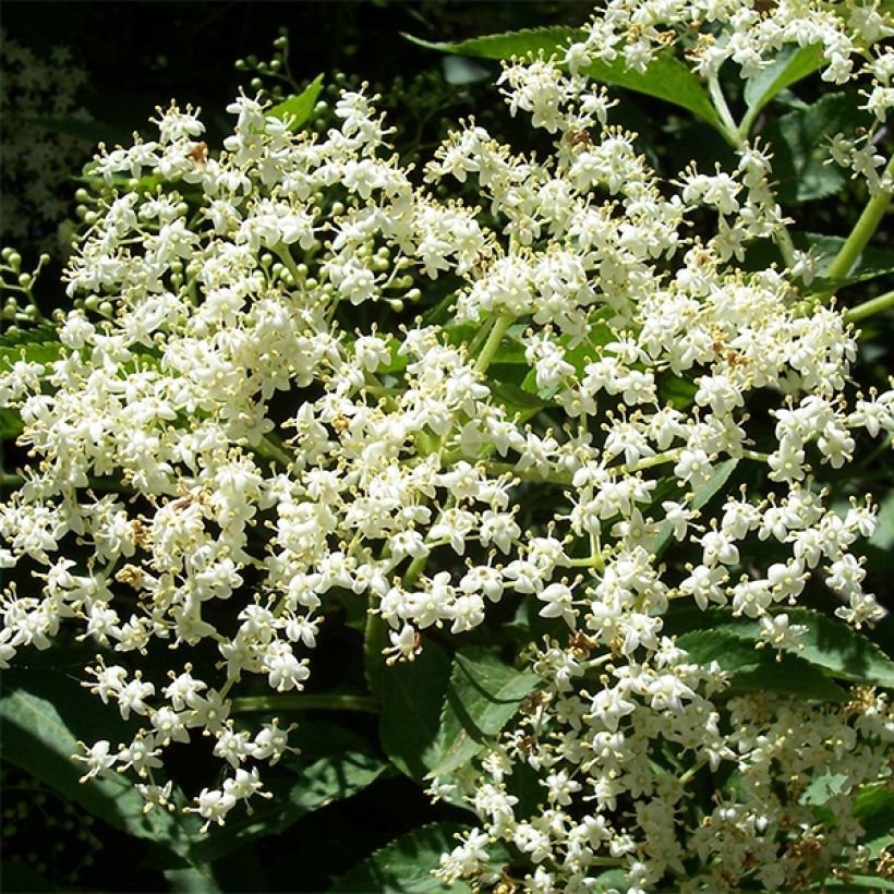 Saúco negro Korsor - Sambucus nigra (Floración)