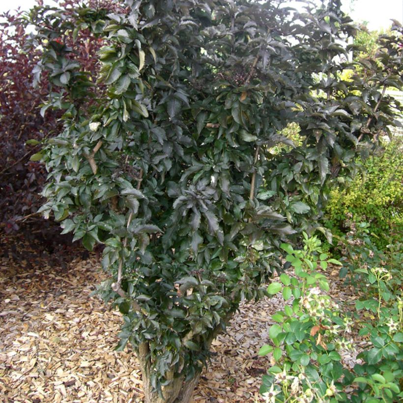 Saúco negro Black Tower - Sambucus nigra (Porte)