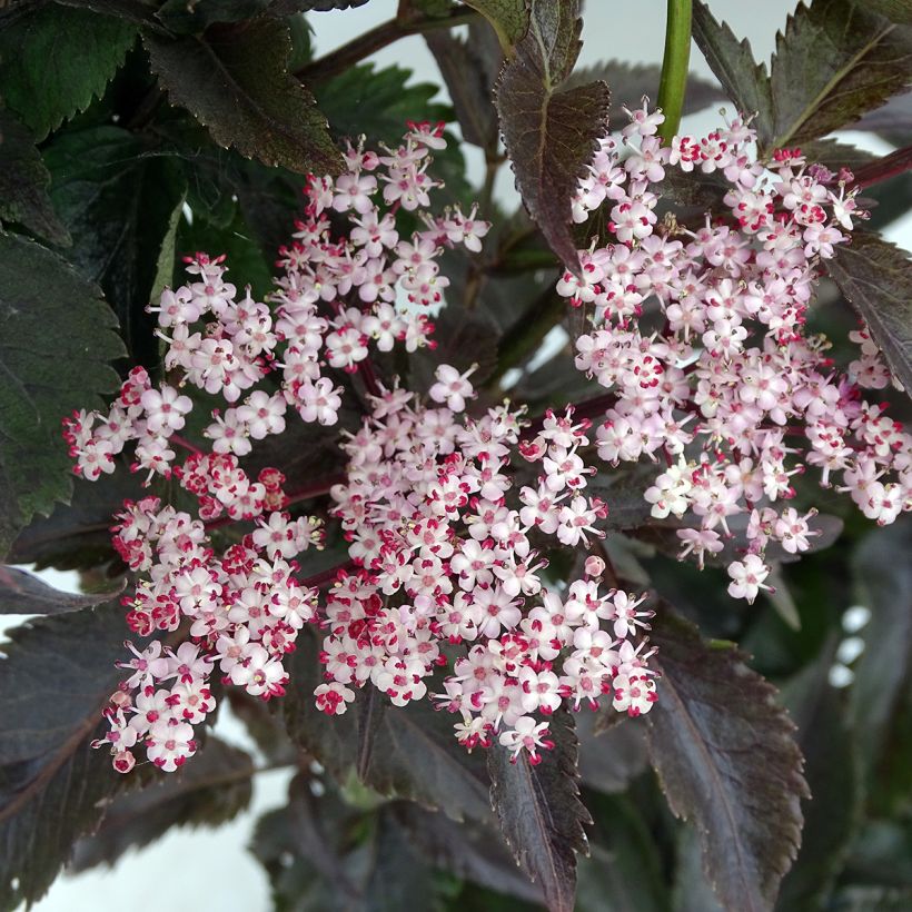 Saúco negro Black Tower - Sambucus nigra (Floración)