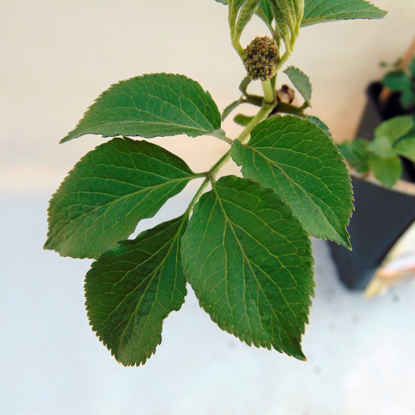 Saúco negro Haschberg - Sambucus nigra (Follaje)