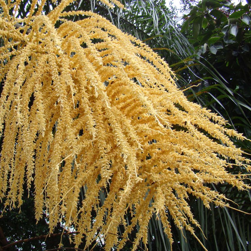 Syagrus romanzoffiana - Coco plumoso (Floración)