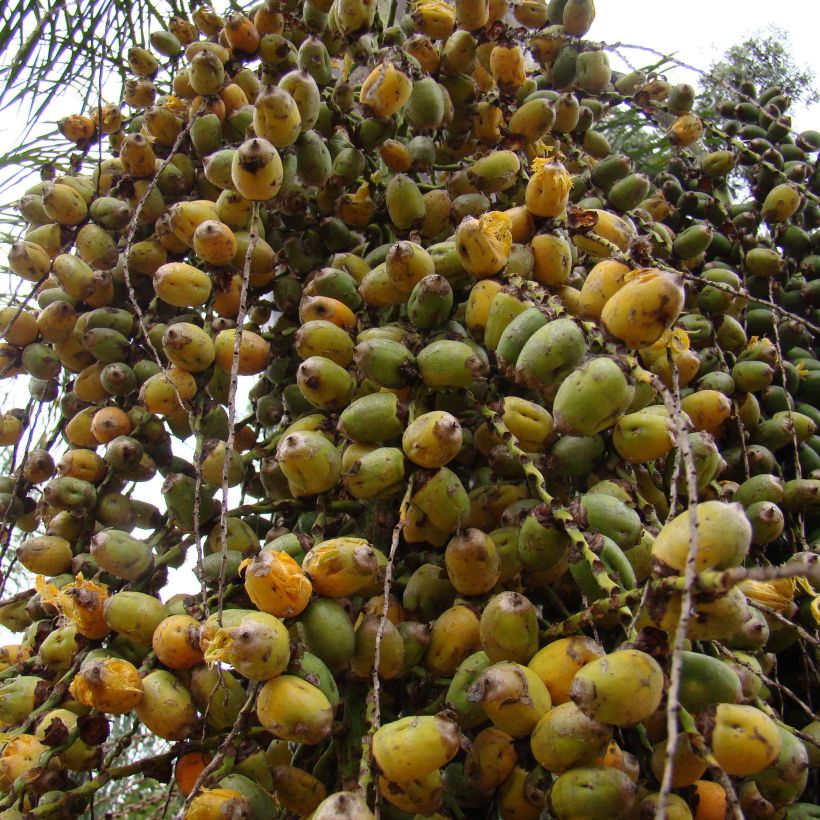 Syagrus romanzoffiana - Coco plumoso (Cosecha)