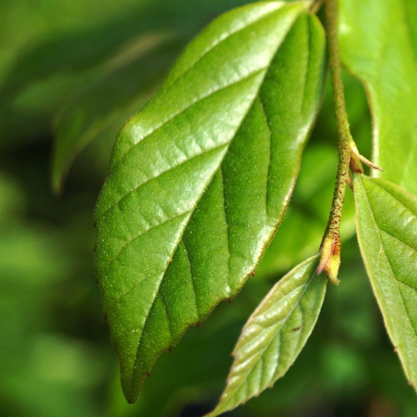 Sycoparrotia semidecidua Autunno Rosso (Follaje)