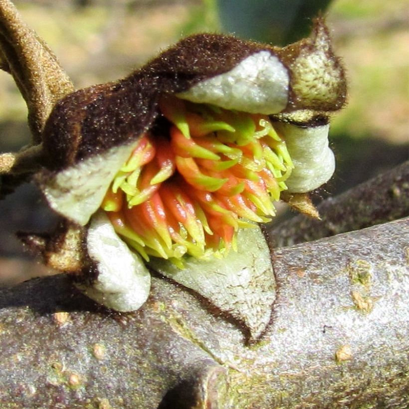 Sycoparrotia semidecidua Autunno Rosso (Floración)