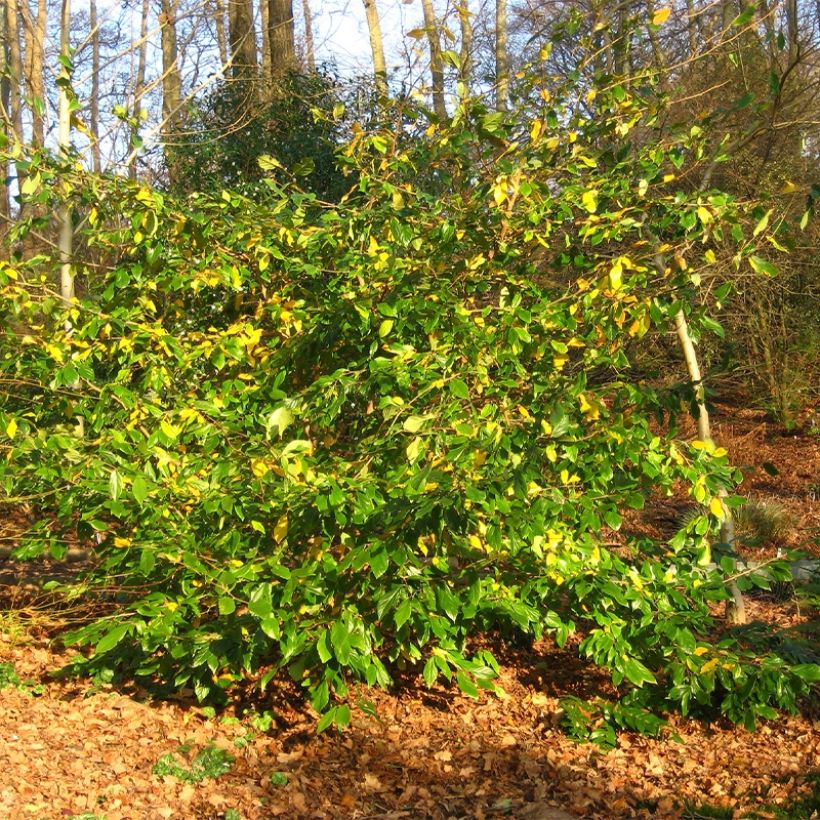 Sycoparrotia semidecidua Autunno Rosso (Porte)