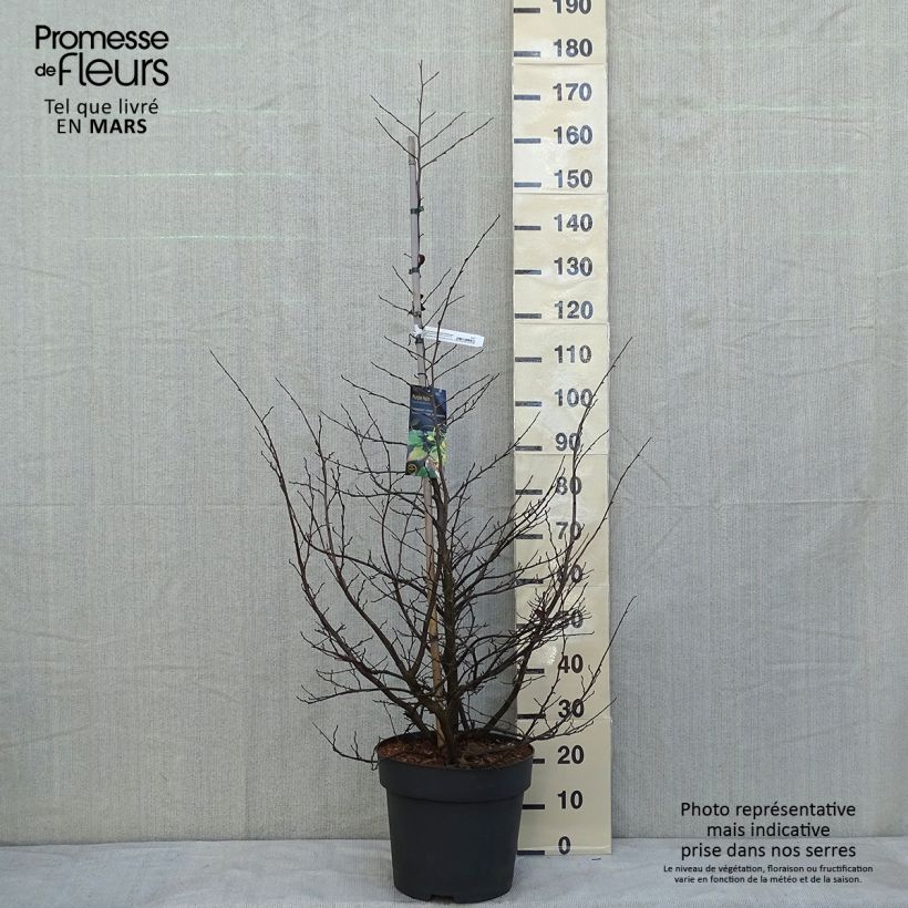 Sycoparrotia semidecidua Purple Haze  Pot de 16.5L Ejemplar entregado en invierno