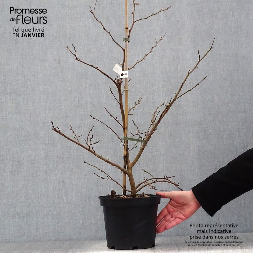 Sycoparrotia semidecidua Purple Haze  Pot de 4L/5L Ejemplar entregado en invierno