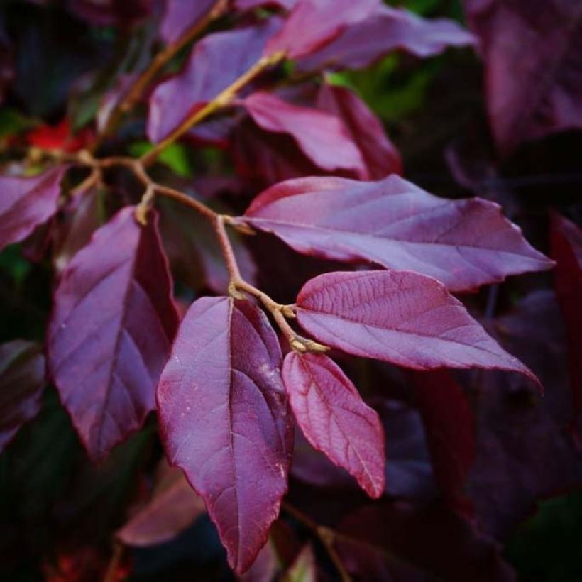 Sycoparrotia semidecidua Purple Haze (Follaje)